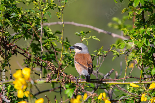 Male red backed shrike perched on a branch.