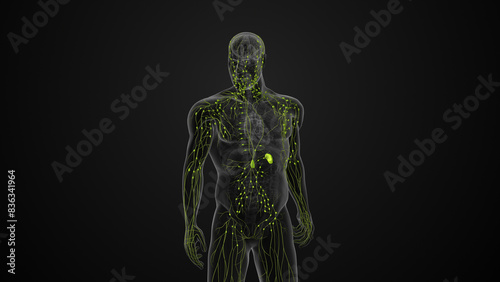 Human lymphatic system medical animation