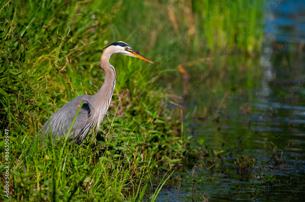 Great blue heron on a grassy lake shore Great blue heron on a grassy lake shore