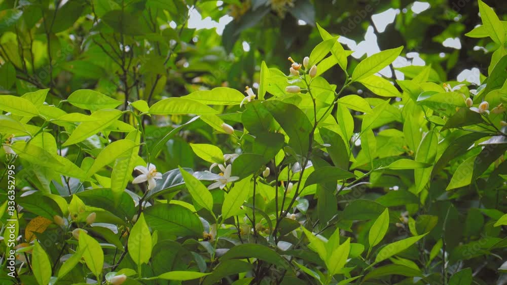 Blooming tangerine tree. Large number of white flowers on branches of tree among green foliage. Glow of leaves in bright sun. Satsuma Orange Blossom, Satsuma Mandarin, Orange Blossom Tree Branch Blooming tangerine tree. Large number of white flowers on branches of tree among green foliage. Glow of leaves in bright sun. Satsuma Orange Blossom, Satsuma Mandarin, Orange Blossom Tree Branch