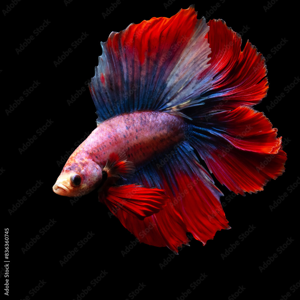 Betta fish, one of the most aesthetic aquatic creatures. Black background. Betta fish, one of the most aesthetic aquatic creatures. Black background.