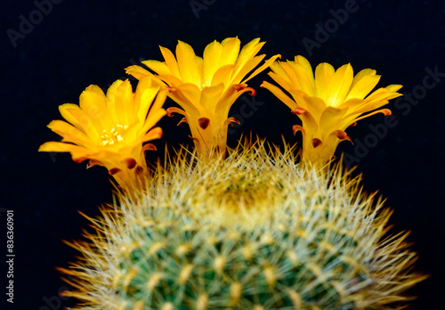 Sulcorebutia glomeriseta - cactus blooming in spring in a botanical collection, Ukraine photo