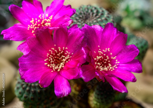 Sulcorebutia sp. - cactus blooming in spring in a botanical collection  Ukraine