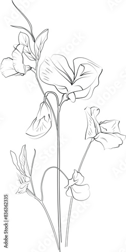 Sweet pea flower pencil art, Black and white outline vector coloring page and book for adults and children flower Sweet pea, with leaves hand drawn engraved ink illustration artistic design
