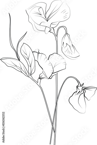 Vector sketch of Sweet pea flowers. Sweet pea drawings, hand-painted Sweet pea wall art, botanical Sweet pea wall art, simple Sweet pea drawing, Sweet pea stock outline drawing, Sweet peas flower line