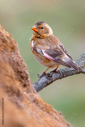 Eurasian Crimson winged Finch. Rhodopechys sanguineus. Nature background.  photo