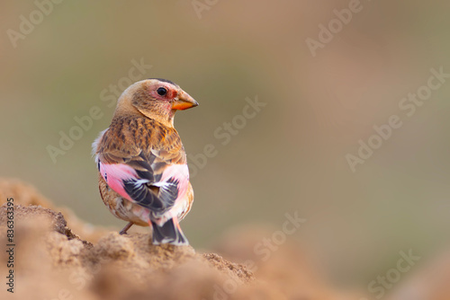 Eurasian Crimson winged Finch. Rhodopechys sanguineus. Nature background.  photo