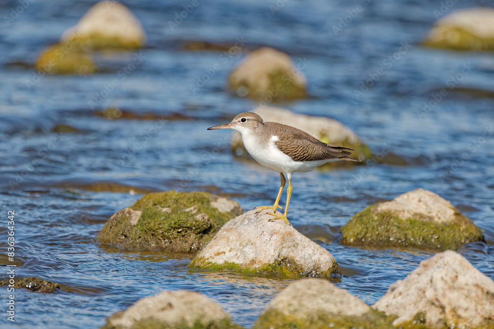 The spotted sandpiper (Actitis macularius) on the river The spotted sandpiper (Actitis macularius) on the river