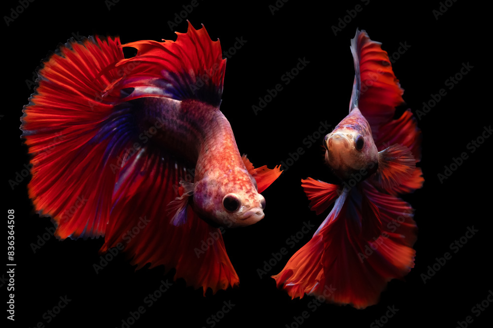 Fototapeta premium Betta fish, one of the most aesthetic aquatic creatures. Black background. 