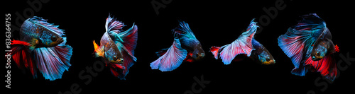 Betta fish, one of the most aesthetic aquatic creatures. Black background. 