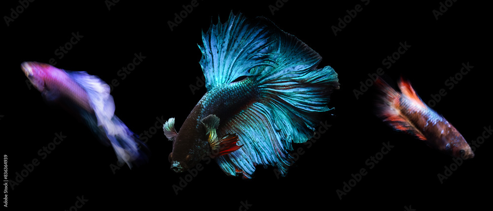 Betta fish, one of the most aesthetic aquatic creatures. Black background. Betta fish, one of the most aesthetic aquatic creatures. Black background.