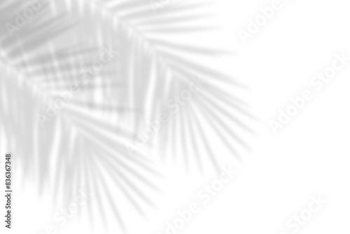 Abstract shadow of palm or coconut leaves with gradient and natural pattern. tropical palm leaf shadows with copy space. gray shadow overlay effect