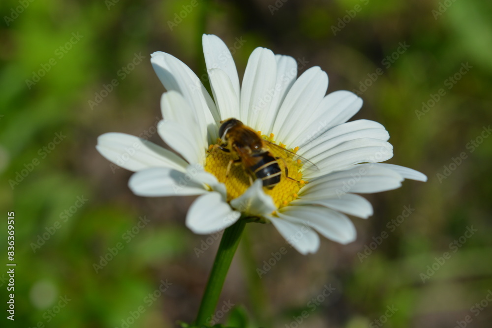 chamomile flower. A bee pollinates a daisy flower chamomile flower. A bee pollinates a daisy flower