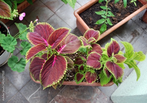 Coleus ornamental plant seedling with leaves photo