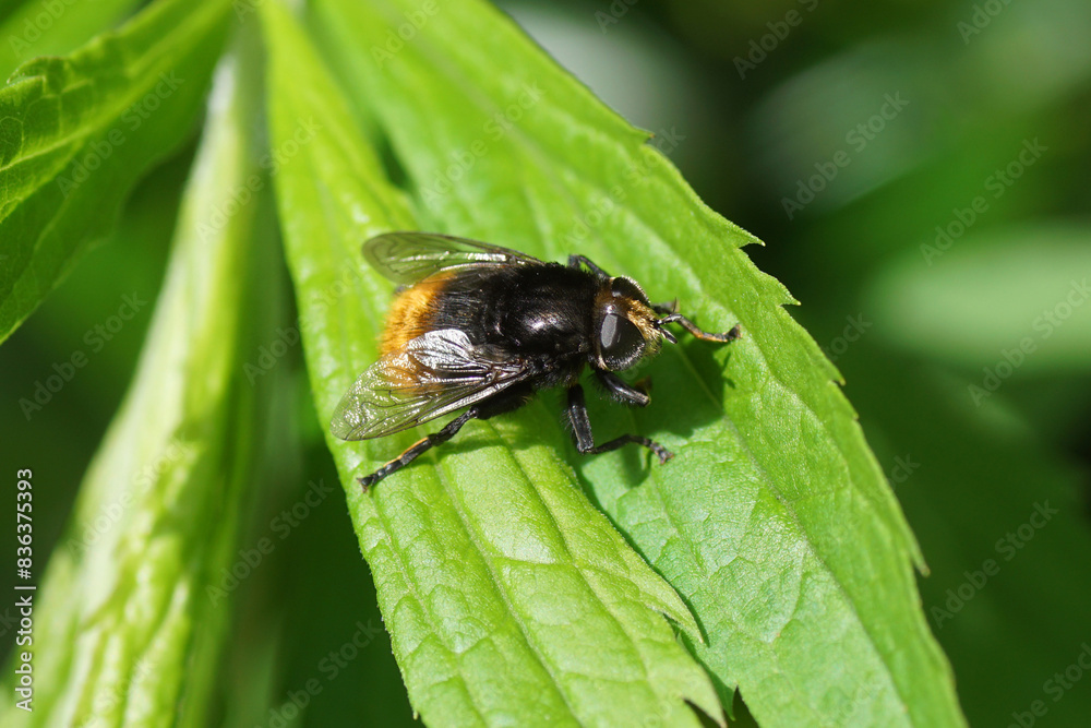 Narcissus fly, Greater bulb fly (Merodon equestris) of the family hoverflies (Syrphidae) on a leaf of Canadian goldenrod (Solidago Canadensis). Spring, May. Dutch garden Narcissus fly, Greater bulb fly (Merodon equestris) of the family hoverflies (Syrphidae) on a leaf of Canadian goldenrod (Solidago Canadensis). Spring, May. Dutch garden