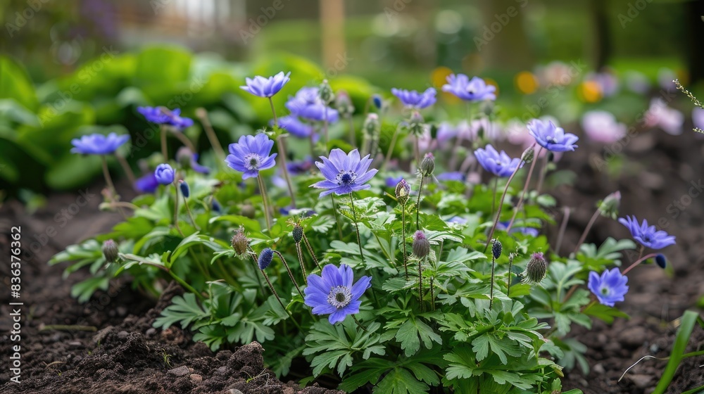 Blue anemone blanda blossoms Perennial flowers thriving in a British garden bed during the spring season Blue anemone blanda blossoms Perennial flowers thriving in a British garden bed during the spring season