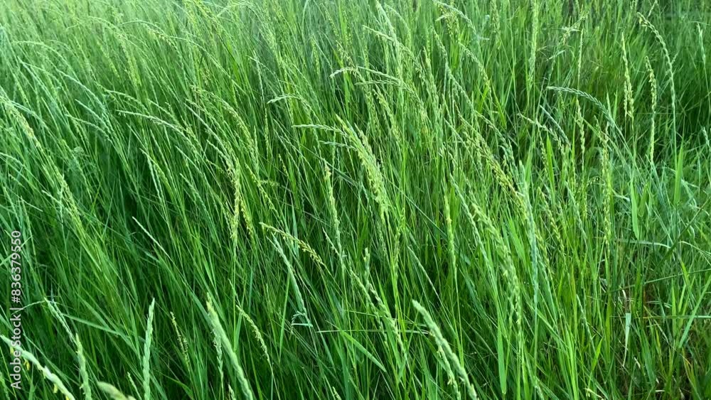 Green grass close-up. Grass swaying in the wind in slow motion. Green grass close-up. Grass swaying in the wind in slow motion.