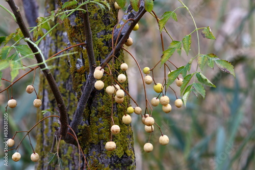 Ripe fruits on a fruit tree in a city park. photo