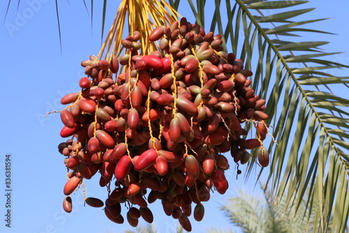 Ripe fruits on a fruit tree in a city park. photo