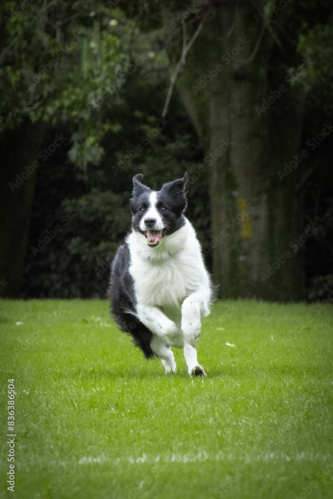 Black and white border collie dog running on grass