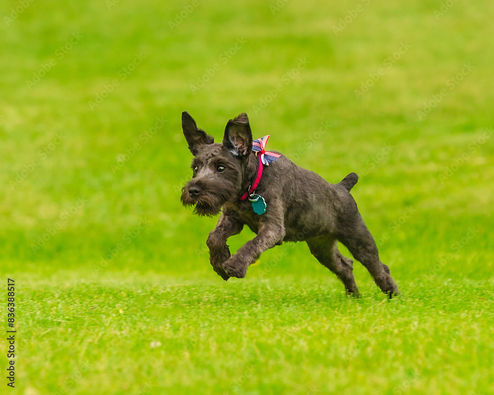 Miniature Schnauzer takes a leap while playing outside Miniature Schnauzer takes a leap while playing outside