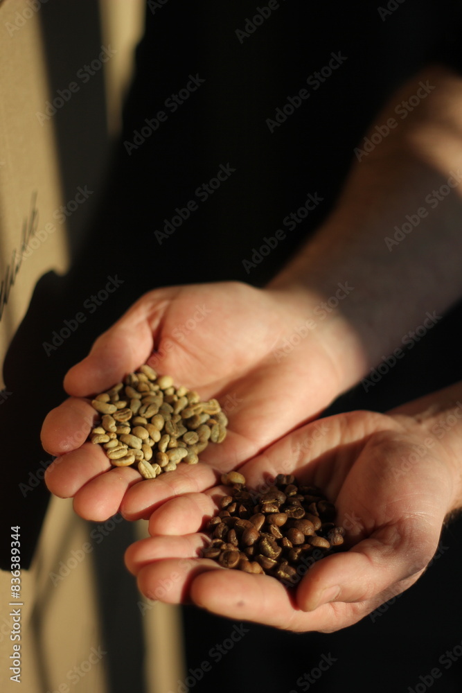 Man holding coffee beans: roasted and raw. Man holding coffee beans: roasted and raw.