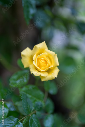 Yellow rose in garden