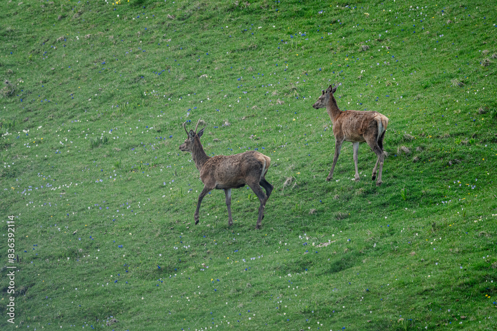 deer in the grass deer in the grass
