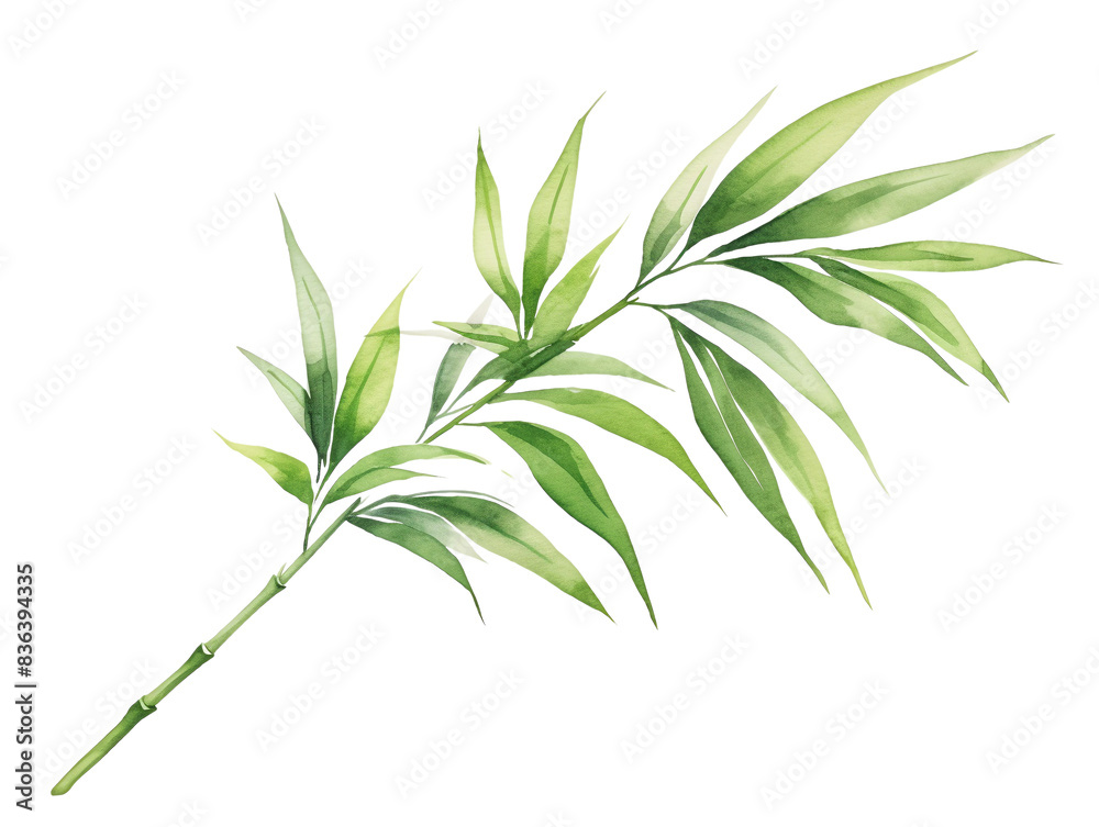Fototapeta premium Green bamboo leaf isolated on white background. Natural foliage, tropical plant, botanical illustration, hand-drawn leaf artwork for decor.