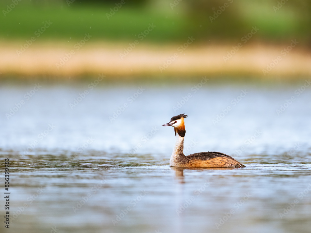 custom made wallpaper toronto digitalGreat crested grebe (Podiceps cristatus) swimming in a calm lake