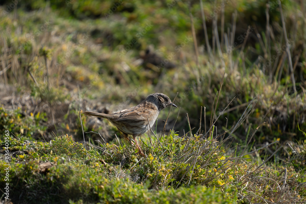Dunnock (Prunella modularis) bird posed in nature. Located in Cape Wanbrow, Oamaru, in the South Island of New Zealand. Dunnock (Prunella modularis) bird posed in nature. Located in Cape Wanbrow, Oamaru, in the South Island of New Zealand.