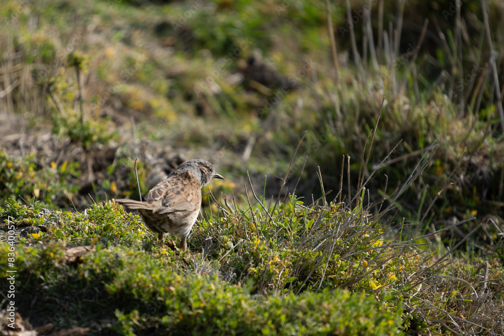 Dunnock (Prunella modularis) bird in nature. Located in Cape Wanbrow, Oamaru, in the South Island of New Zealand. Dunnock (Prunella modularis) bird in nature. Located in Cape Wanbrow, Oamaru, in the South Island of New Zealand.