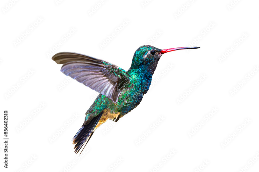 Obraz premium Broad-Billed Hummingbird (Cynanthus latirostris) Photo, in Flight on a Transparent PNG Background