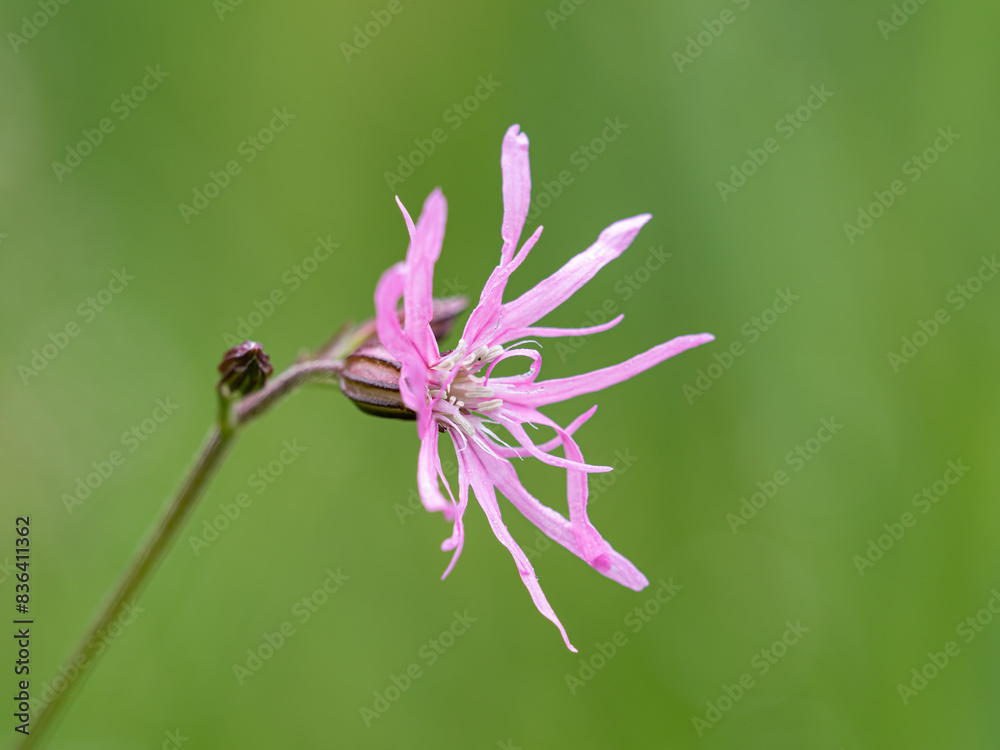 Ragged Robin, Lychnis flos-cucli, wet meadow, Norfolk Ragged Robin, Lychnis flos-cucli, wet meadow, Norfolk