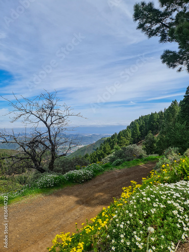 A close up of a flower garden on a mountain