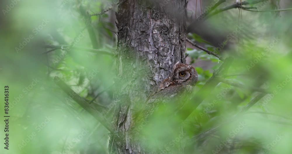 Owl. Eurasian Scops Owl. (Otus scops). Green nature background. Owl. Eurasian Scops Owl. (Otus scops). Green nature background.