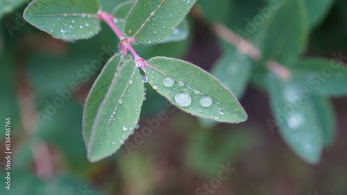 Raindrops on the plant leaves