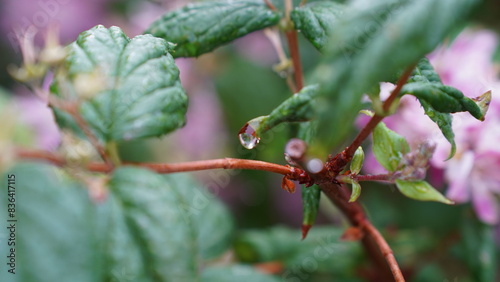 Raindrops on the plant leaves