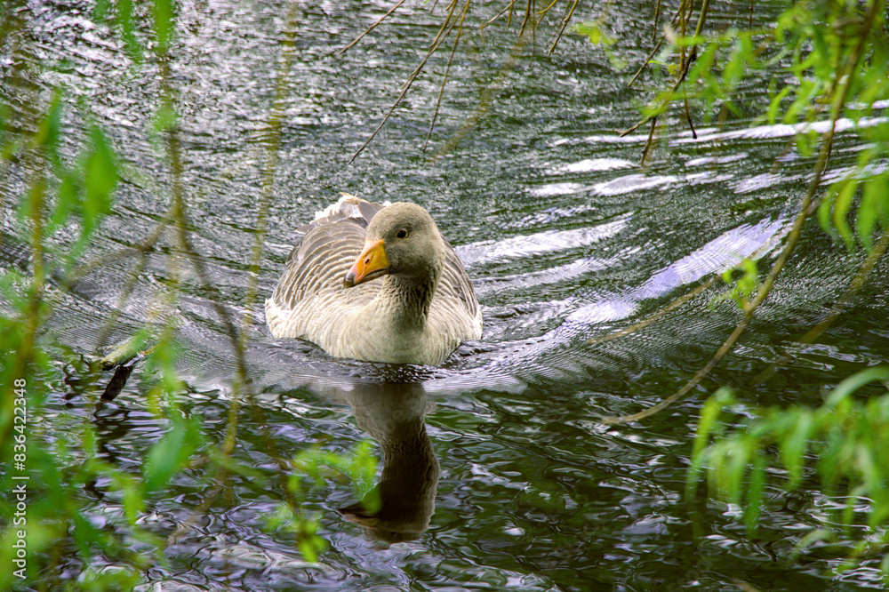 duck in the pond