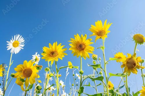 bright sunflowers and white daisies under clear blue sky. nature beauty. generative ai