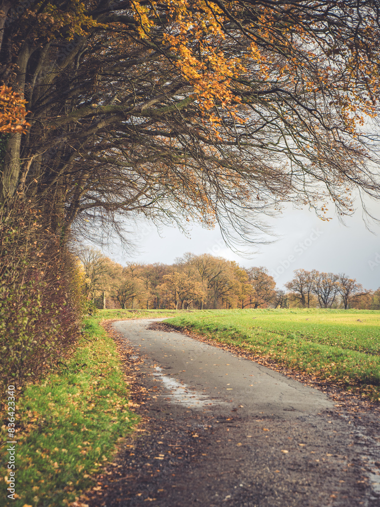 Naklejka premium Scenic countryside road during autumn with vibrant foliage and overcast sky good for calendar or wallpaper