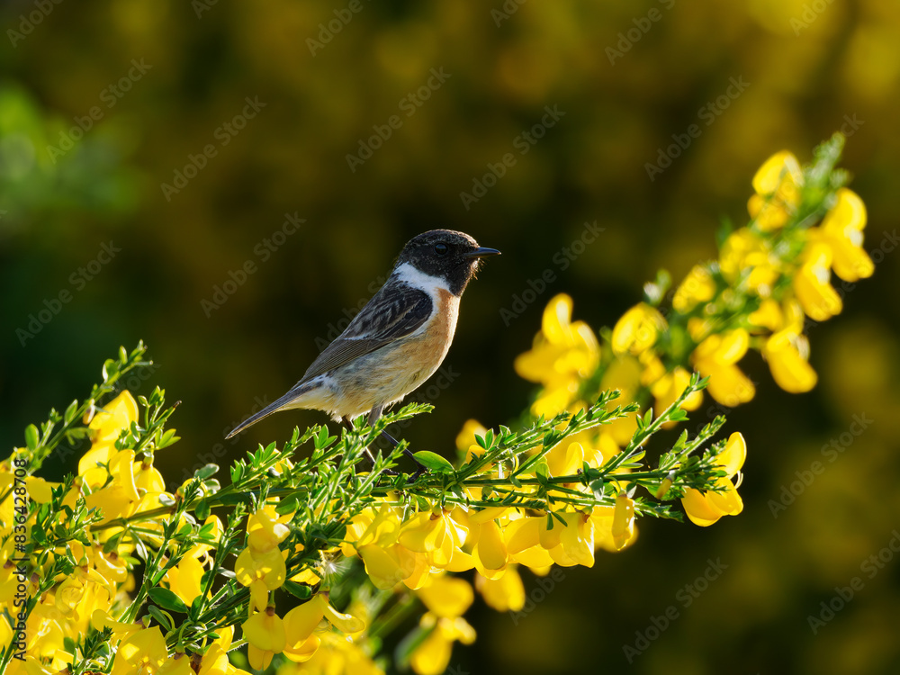 Obraz premium Schwarzkehlchen
