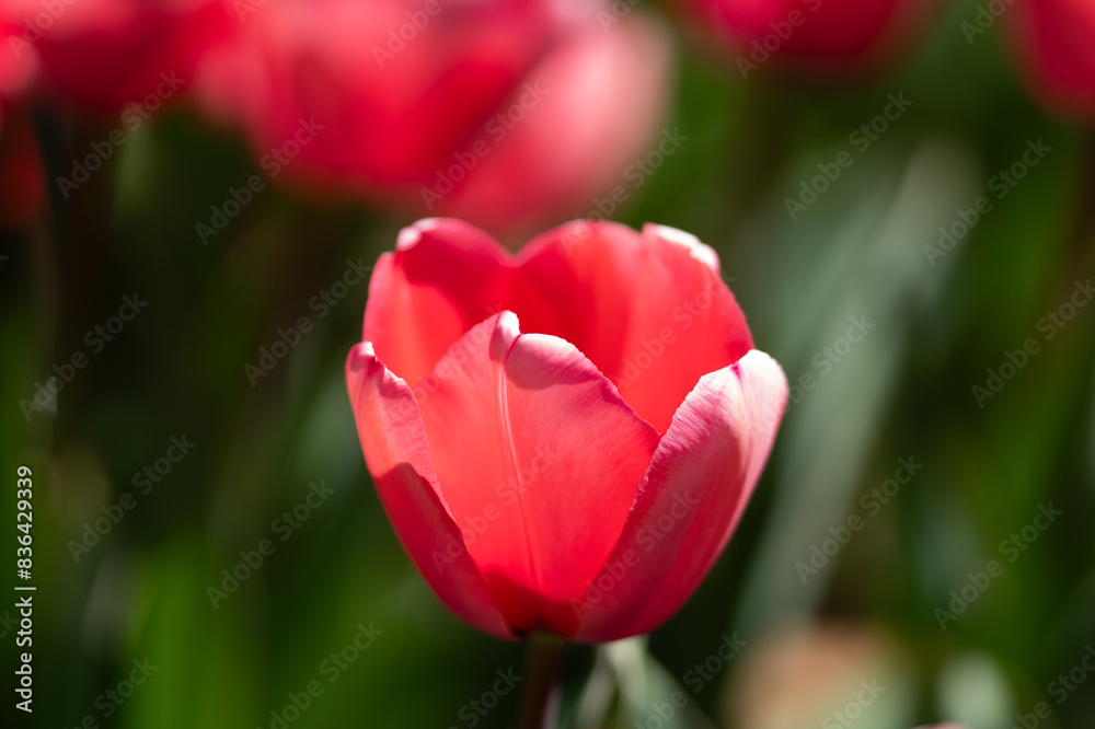 Red beautiful tulips field in spring time. Close up tulip flowers background. Colorful tulip flowering in the garden at sunny summer or spring day. Selective soft focus. Red beautiful tulips field in spring time. Close up tulip flowers background. Colorful tulip flowering in the garden at sunny summer or spring day. Selective soft focus.
