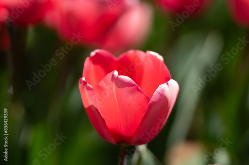 Red beautiful tulips field in spring time. Close up tulip flowers background. Colorful tulip flowering in the garden at sunny summer or spring day. Selective soft focus.