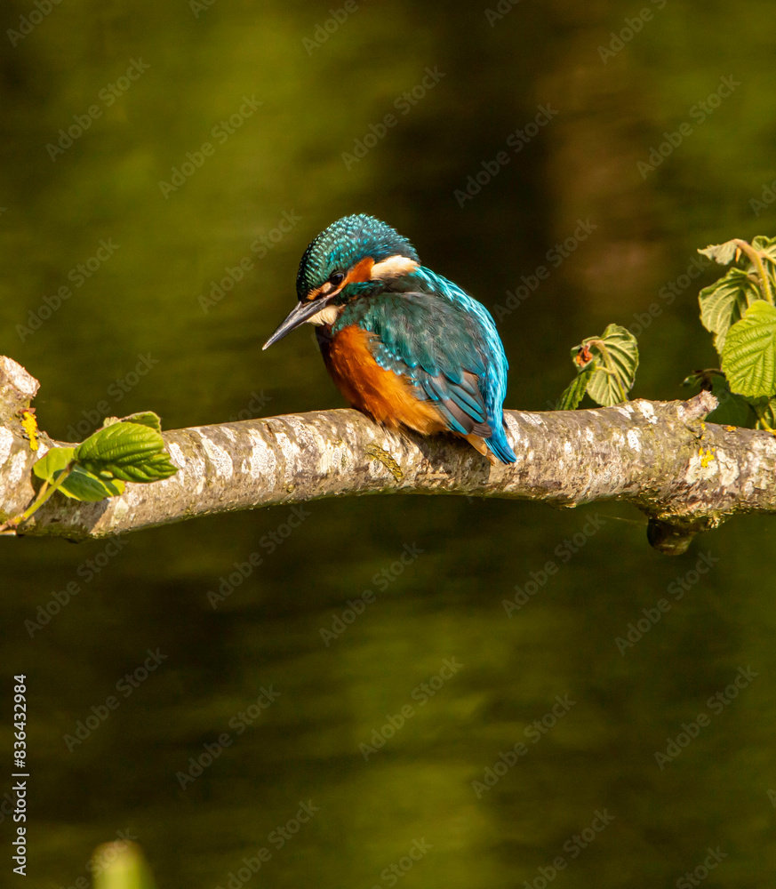 kingfisher on branch