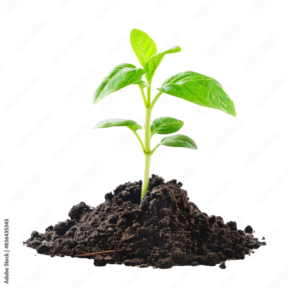 Young plant sprout growing from soil Young plant sprout growing from soil
