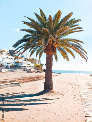 A palm tree on a sandy beach of Gran Canaria