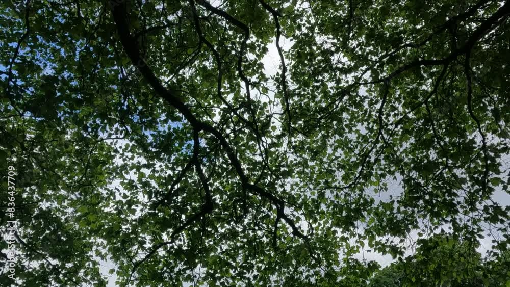 tree, forest, nature, green, trees, branch, summer, leaves, spring, wood, leaf, trunk, sky,
sunlight, landscape, park, plant, foliage, environment, oak, woods, beauty, sun, tree, forest, nature, green, trees, branch, summer, leaves, spring, wood, leaf, trunk, sky,
sunlight, landscape, park, plant, foliage, environment, oak, woods, beauty, sun,