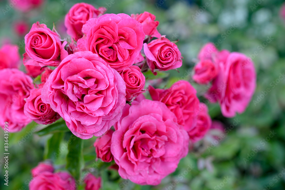 Pink rose flowers macro photograph Pink rose flowers macro photograph