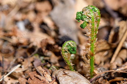 A fiddlehead grows up from dead leaves on a forest floor in the spring.